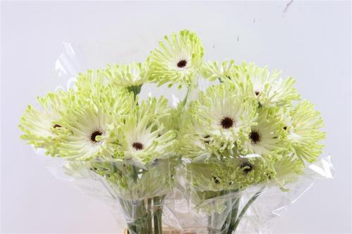 Gerbera grootbloemig krulvormig Pastini Arona