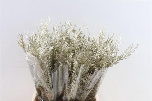 Decoratiegroen kleurbehandeld H%