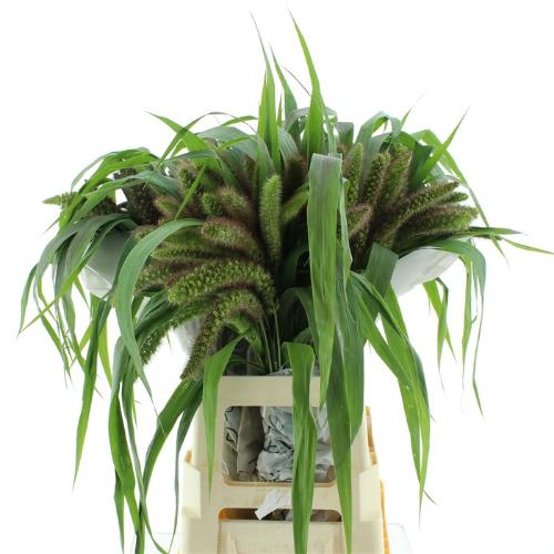 Setaria italica