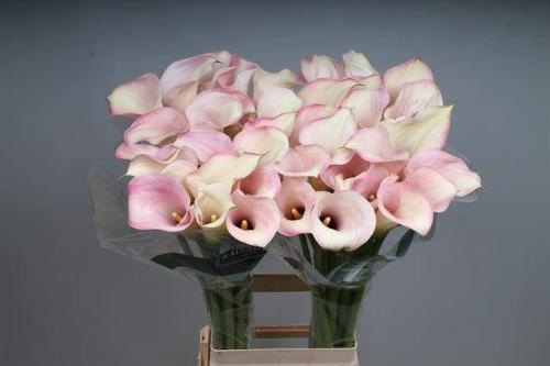 Zantedeschia 'Captain Rosette'