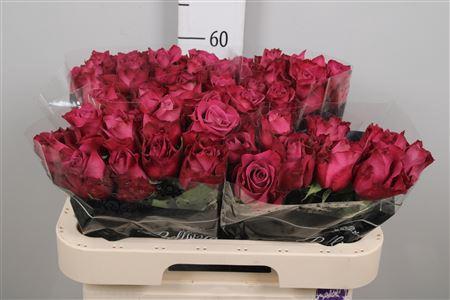 Rosa grootbloemig Inevitable