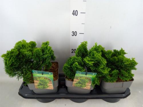 Chamaecyparis obtusa 'Nana Gracilis'