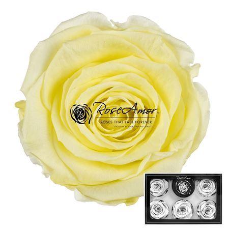 Rosa grootbloemig kleurbehandeld H%