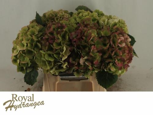 Hydrangea macrophylla 'Verena' (classic)