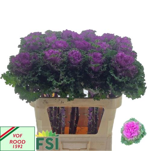 Brassica oleracea 'Crane Ruffle Red'