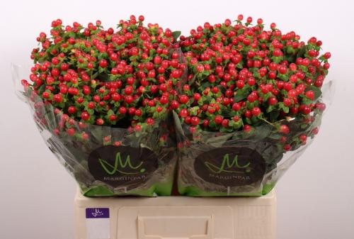 Hypericum androsaemum Tomato Flair