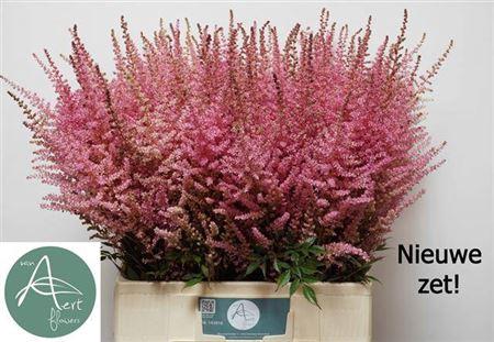 Astilbe chinensis 'Romanze'