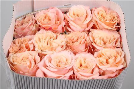 Rosa grootbloemig Shimmer