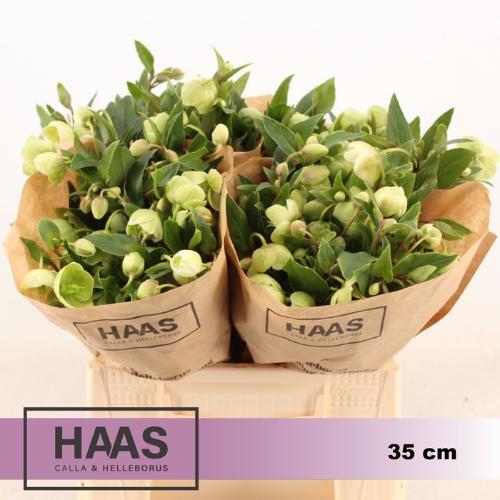 Helleborus 'Winterbells'