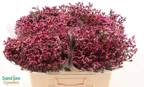 Limonium sinense Tiffany Diamond
