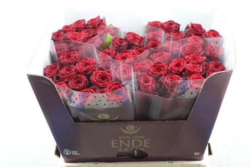 Rosa grootbloemig Red Naomi!