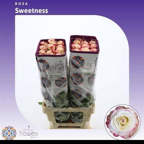 Rosa grootbloemig Sweetnesse