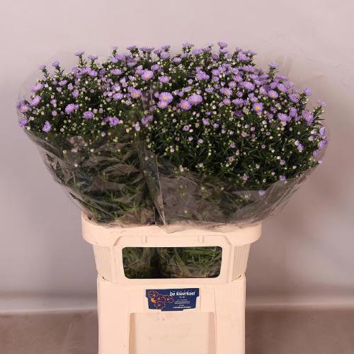 Aster Universum Grp 'Cassandra'