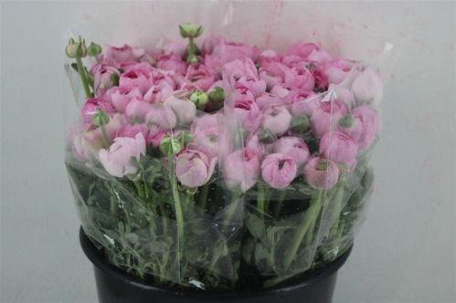 Ranunculus asiaticus 'Elegance Pink'
