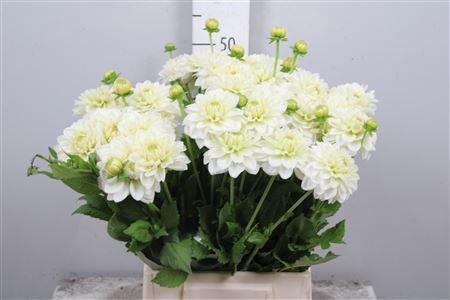 Dahlia Decor Grp 'Polar Ice'