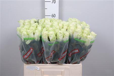 Rosa grootbloemig Athena