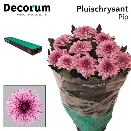 Chrysanthemum Indicum Grp geplozen kas Pip