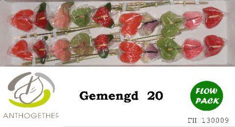 Anthurium Andreanum Grp gemengd