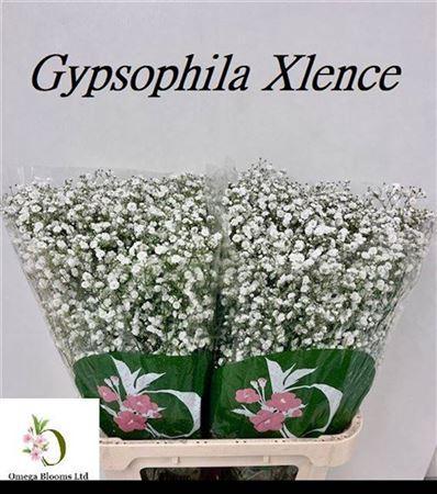 Gypsophila paniculata Xlence