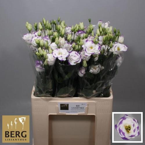 Eustoma russellianum gevuldbloemig 'Rosita Blue Picotee'