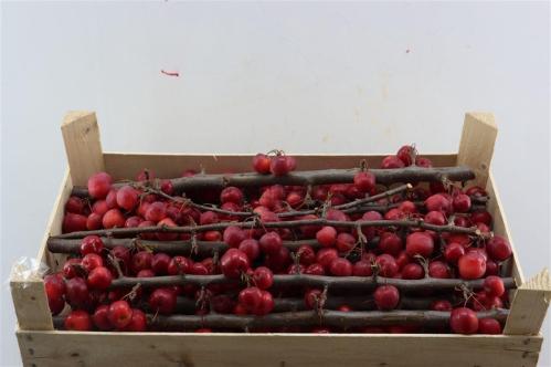 Siervruchten per stuk Malus