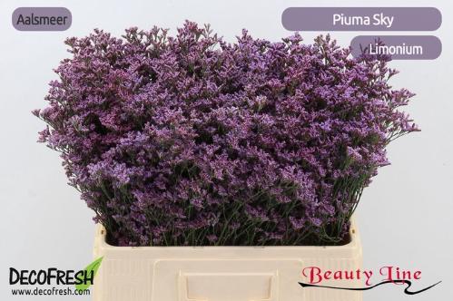 Limonium Safora Pink Sky
