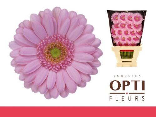 Gerbera mini 'Kimsey'