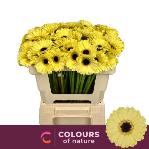 Gerbera mini 'Surfer'