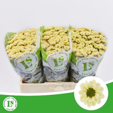 Chrysanthemum Indicum Grp tros santini Rossi Cream