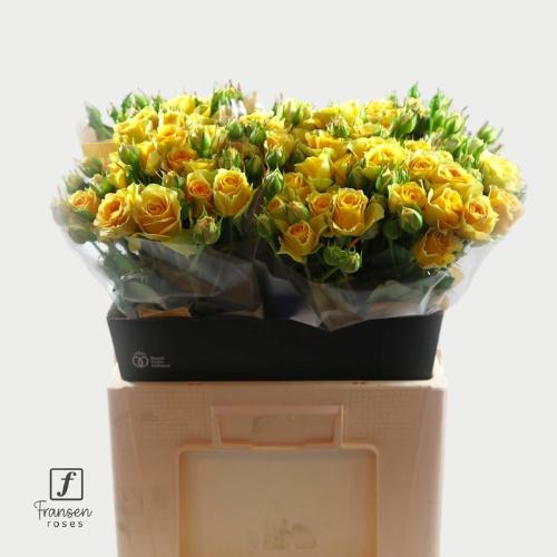 Rosa tros Bandolero
