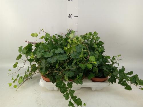 Hedera helix 'Wonder'