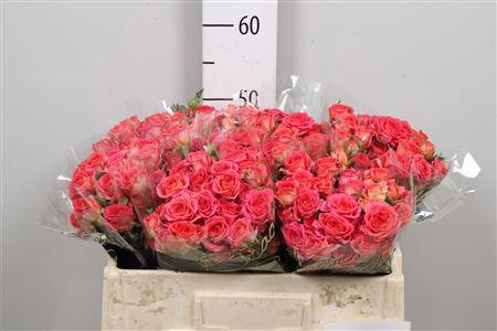 Rosa tros Chimo