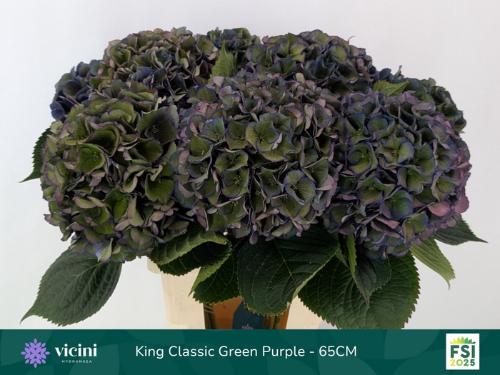 Hydrangea macrophylla Royal King (classic)