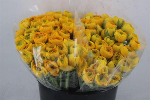Ranunculus asiaticus 'Elegance Yellow'