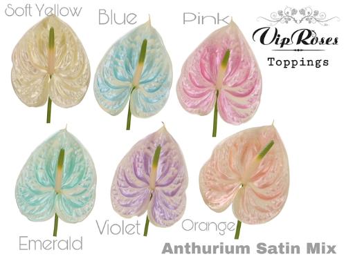 Anthurium Andreanum Grp kleurbehandeld H%