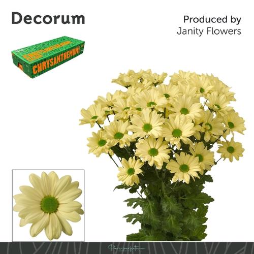 Chrysanthemum (Indicum Grp) tros Kennedy Cream
