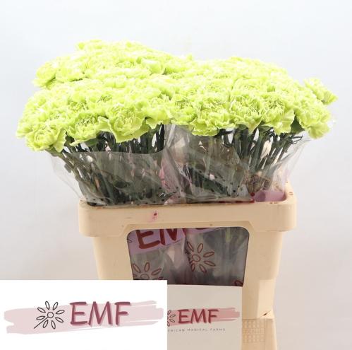 Dianthus standaard Green Marty