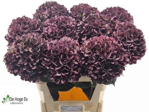 Hydrangea macrophylla Magical Rubyred (classic paars)