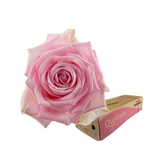 Rosa grootbloemig Hera