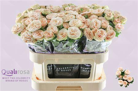 Rosa tros Gentle Trendsetter