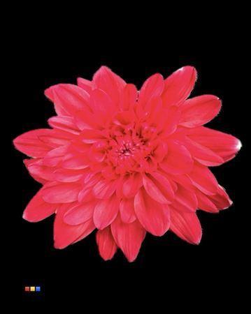 Chrysanthemum Indicum Grp tros kas kleurbehandeld H%