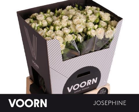 Rosa tros Josephine