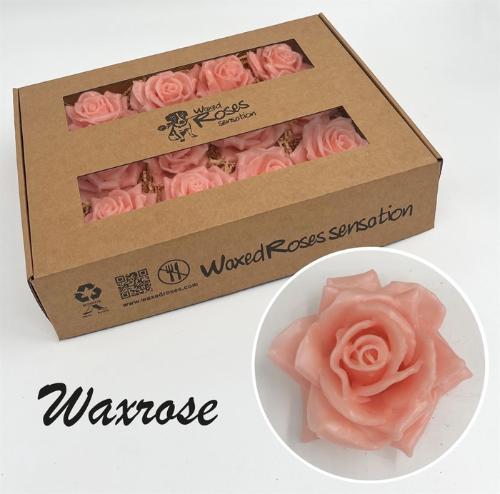 Rosa grootbloemig gewaxt H%