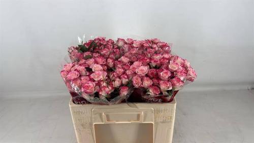 Rosa tros Reflex