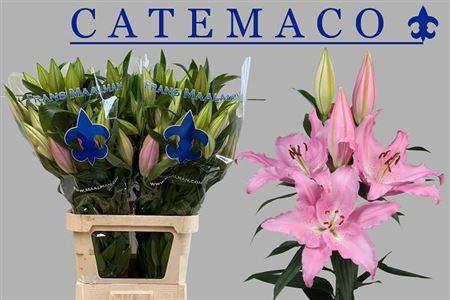 Lilium Oriental Grp 'Catemaco'