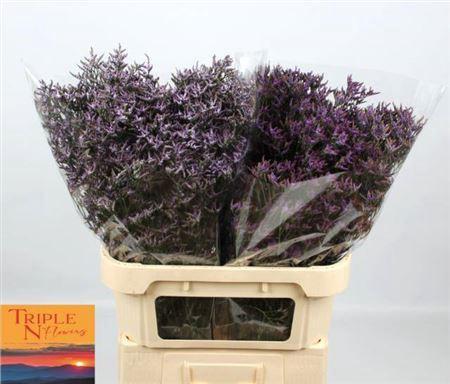 Limonium overig