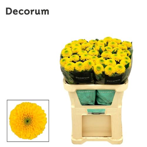 Chrysanthemum (Indicum Grp) geplozen Brasiliana