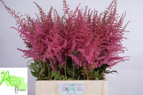 Astilbe Arendsii Grp 'Cattleya'