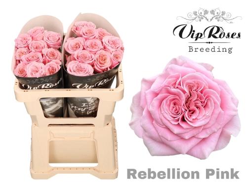 Rosa grootbloemig Rebellion Pink