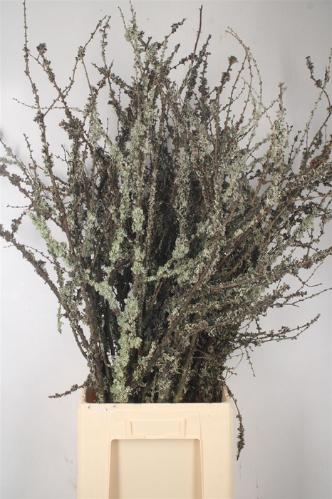 Snijbloemen overig